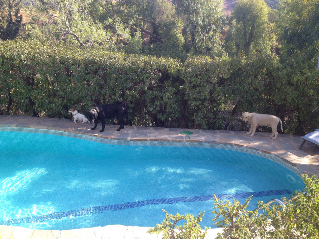 housesitting-pets-pool